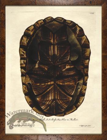 Turtle Shell Burl 05